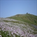 知夫里島「赤ハゲ山に咲き誇る野ダイコンの花」（島根県知夫村）